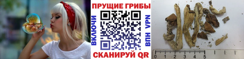 мориарти Telegram  Гремячинск  Псилоцибиновые грибы Magic Shrooms 